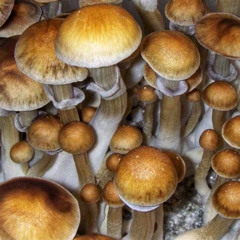 Magic Mushroom Spores: Cubensis + More. Shop at。